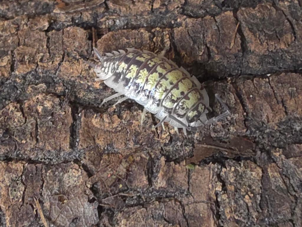 Porcellio haasi 'Bardenas', Overige soorten