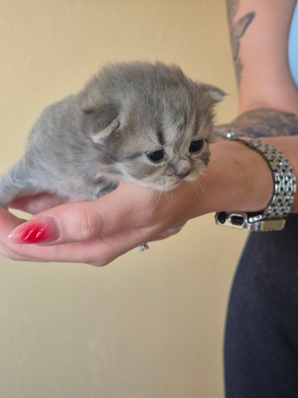 Britse langhaar kittens, Dieren en Toebehoren, Meerdere dieren, Gechipt