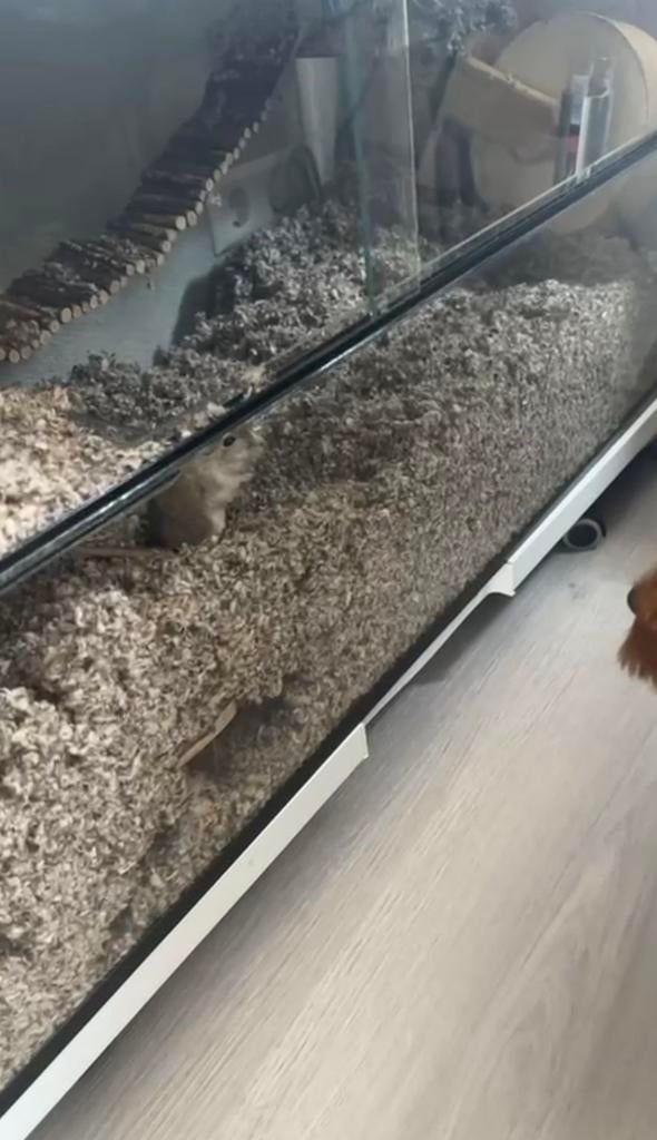 gerbilarium, Dieren en Toebehoren, Ophalen, 60 tot 90 cm, Zo goed als nieuw, 75 tot 110 cm