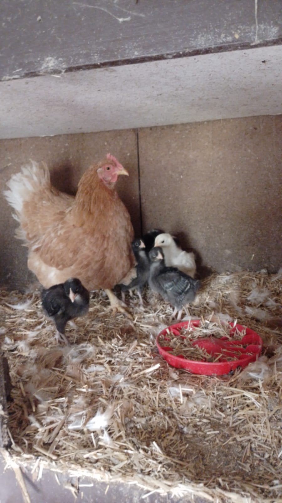 legkip kuikentjes te koop, Dieren en Toebehoren, Pluimvee, Geslacht onbekend, Kip