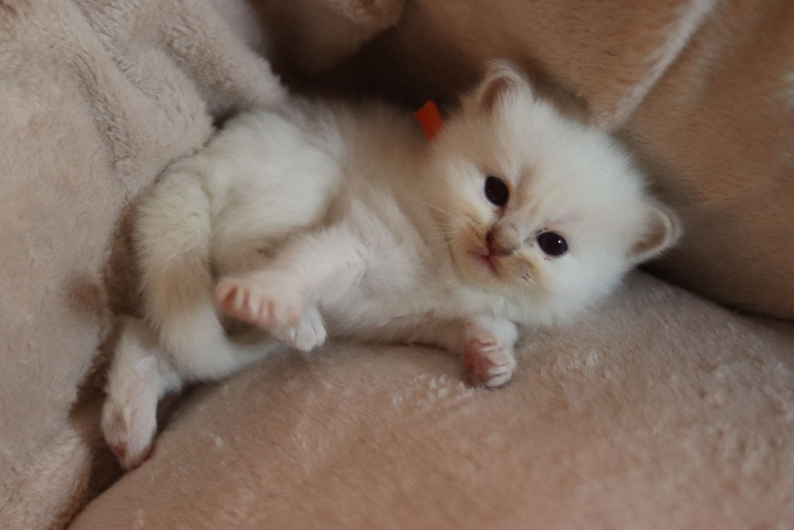 ragdoll kittens getest op fel/viv, 0 tot 2 jaar