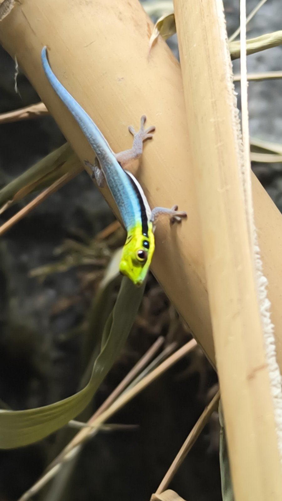 Phelsuma Klemmeri, Slang, 0 tot 2 jaar