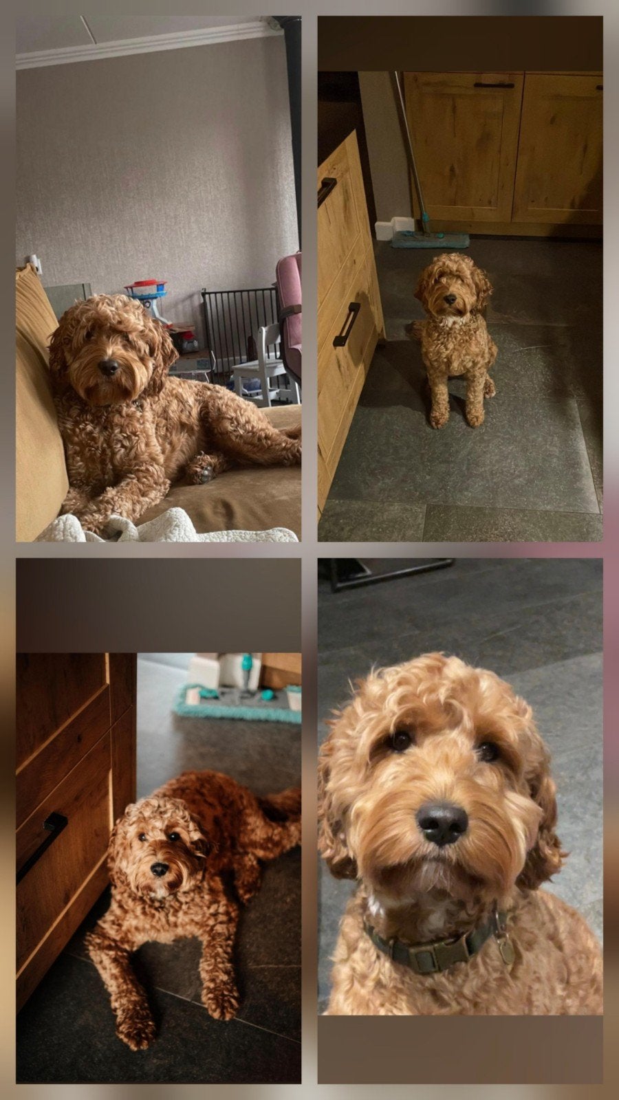 Australian labradoodle pups, Dieren en Toebehoren, Overige rassen, 1 tot 2 jaar, Teef, Eén hond