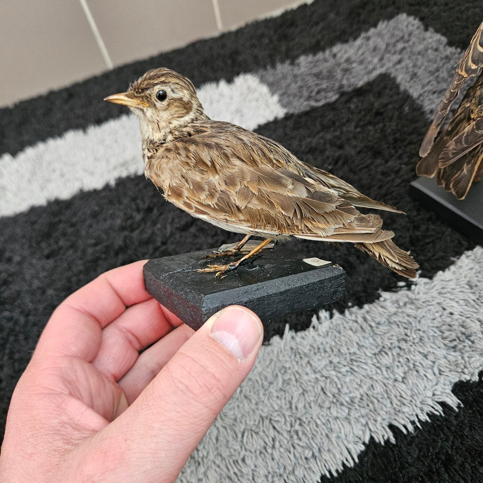 Opgezette veldleeuwerik opgezet taxidermie taxidermy, Ophalen of Verzenden, Gebruikt, Vogel, Opgezet dier