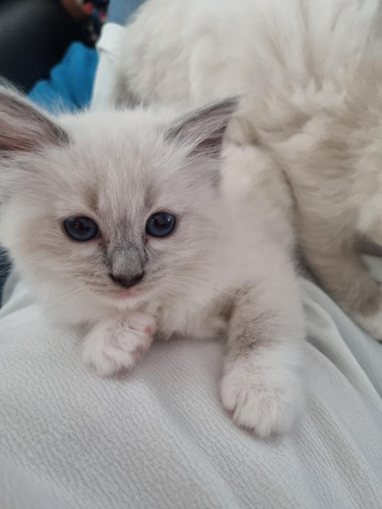 Ragdoll kitten te koop ,paspoort en chip, Dieren en Toebehoren, Poes, Gechipt
