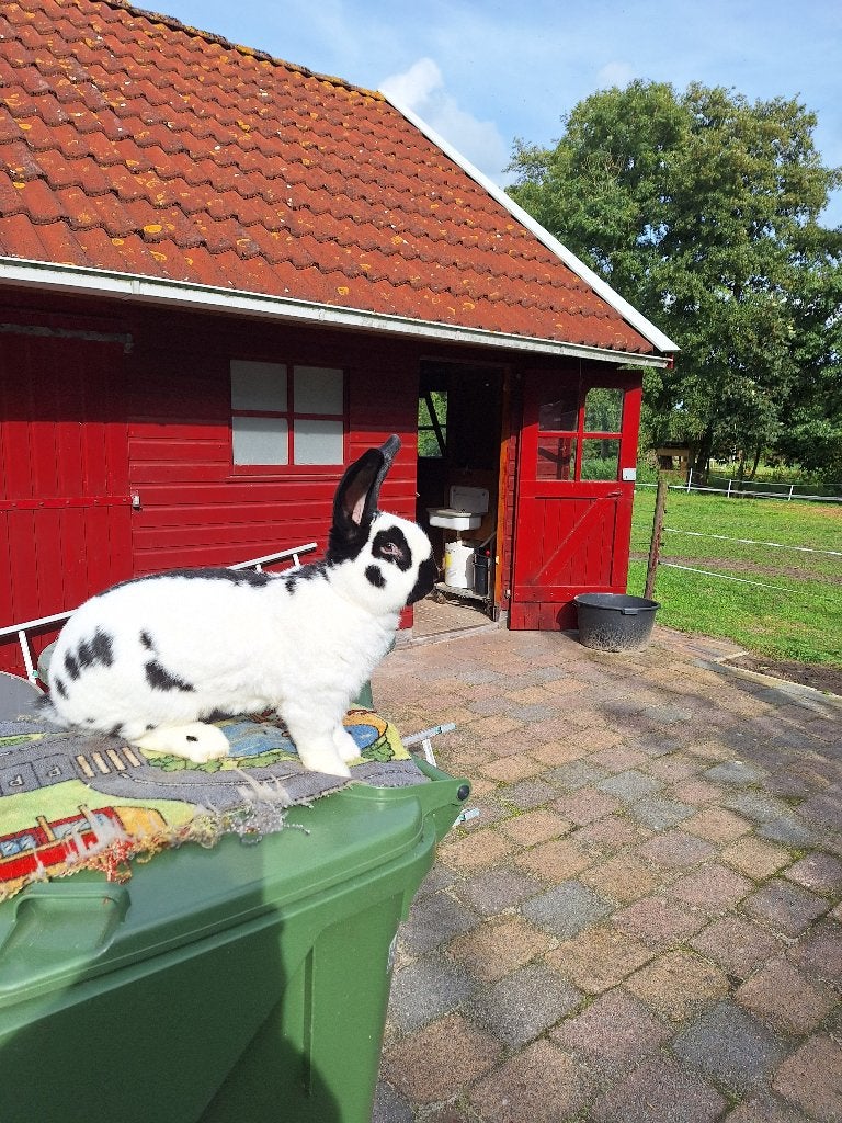 Grote Lotharinger, Mannelijk, Groot, 0 tot 2 jaar