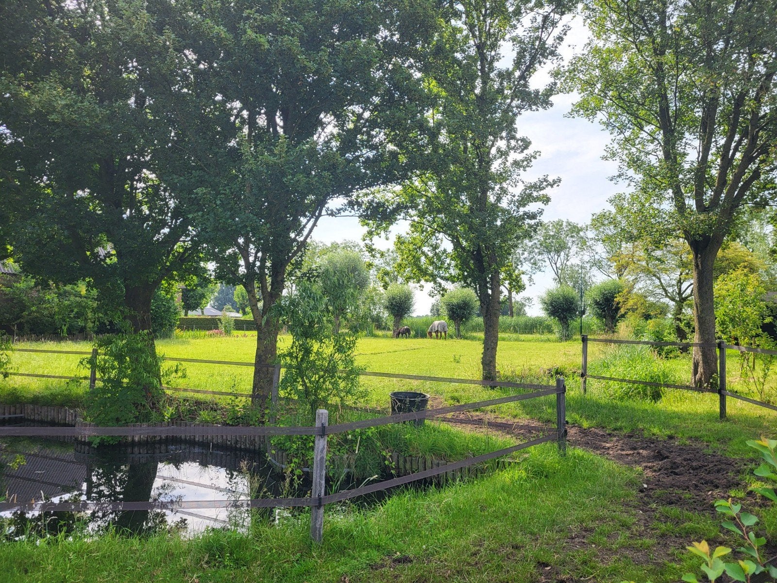 Opfok voor jaarling hengst of ruin aan huis, Opfok