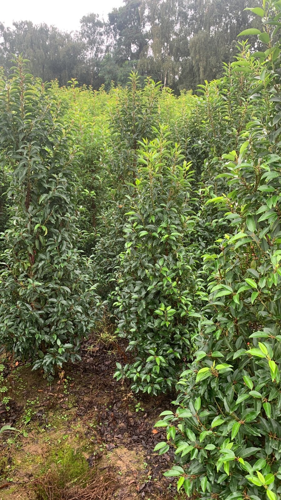 Portugese laurier planten tot 300 cm hoog, Ophalen, Laurier