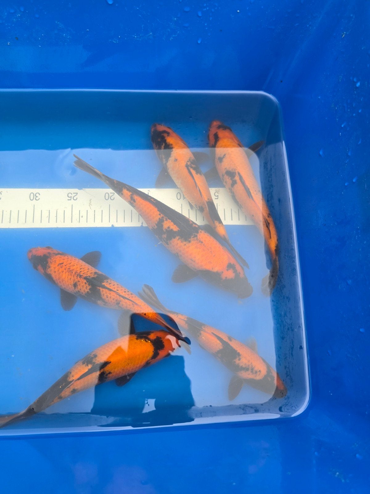 Tosai Shinoda Hi Utsuri, Dieren en Toebehoren, Karper of Koi