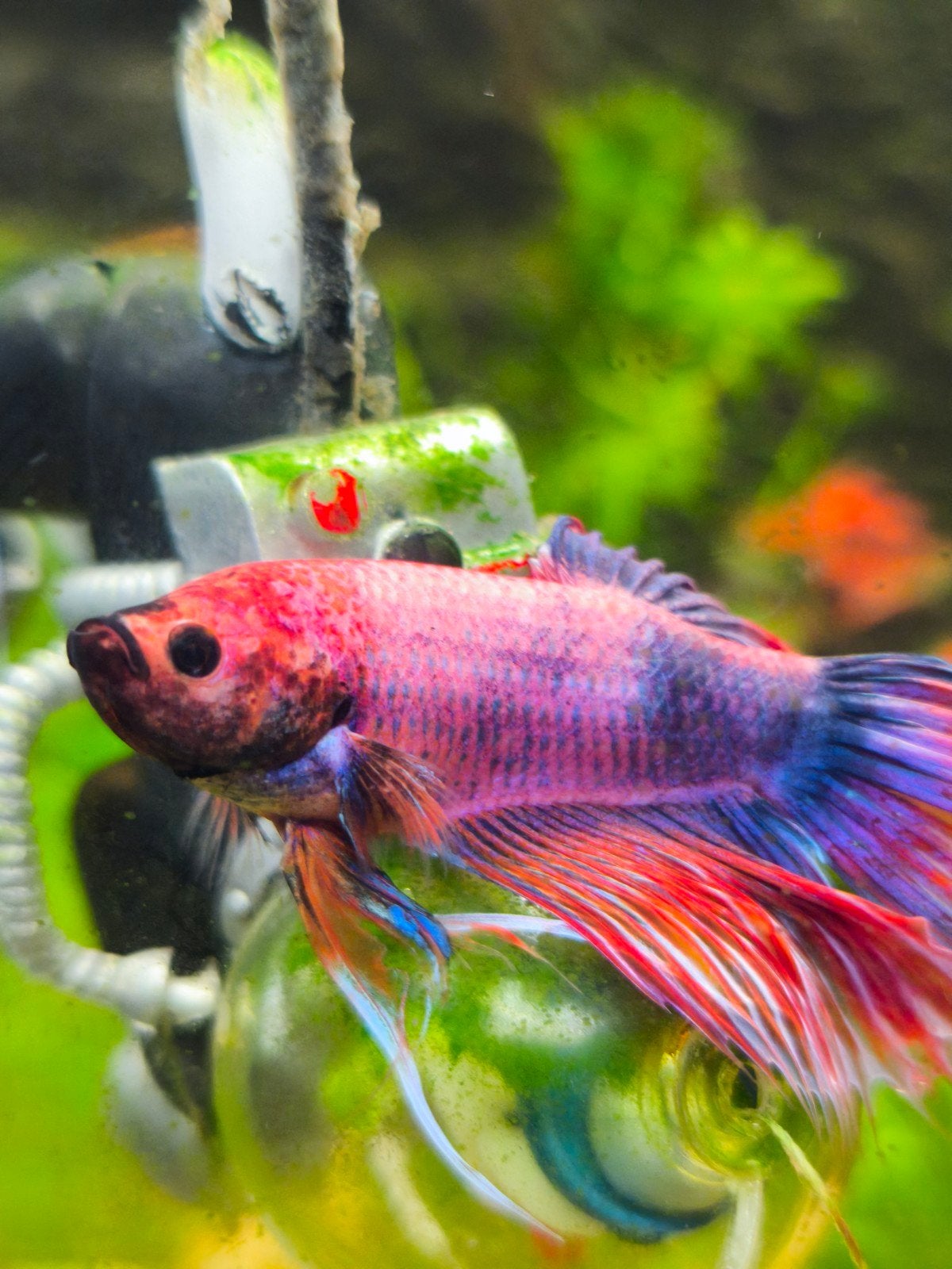 Gratis aquarium planten stekken gezocht, Overige typen