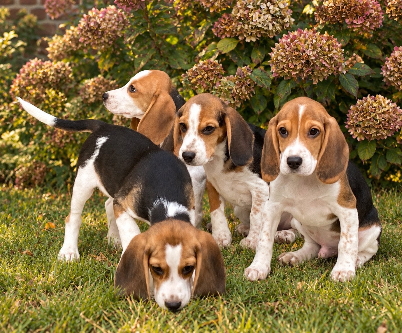Vrolijke en speelse BEAGLE pups, Parvo, Beagle, Nederland, Reu