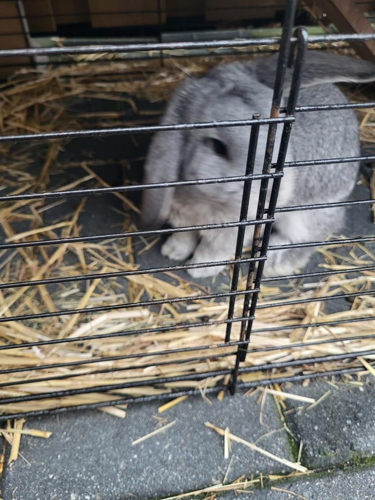 Dwerghangoor, Meerdere dieren, Dwerg, Hangoor