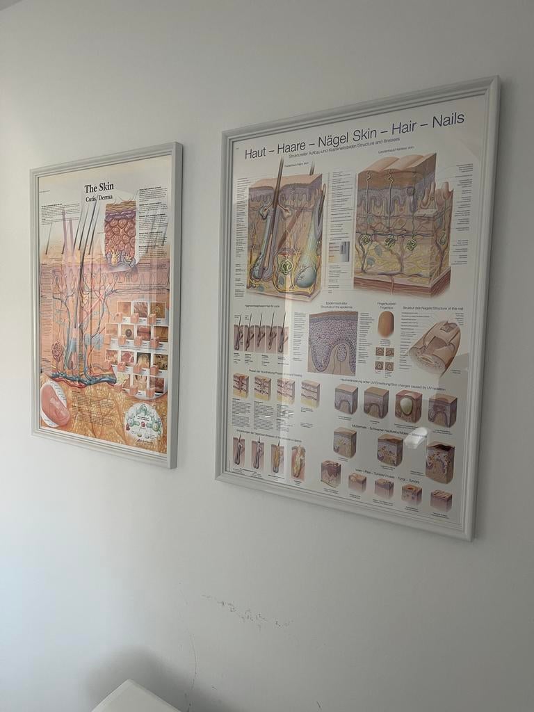 Anatomische huid posters (ingelijst), Verzamelen, Posters, Zo goed als nieuw, Overige onderwerpen, A1 t/m A3, Rechthoekig Staand