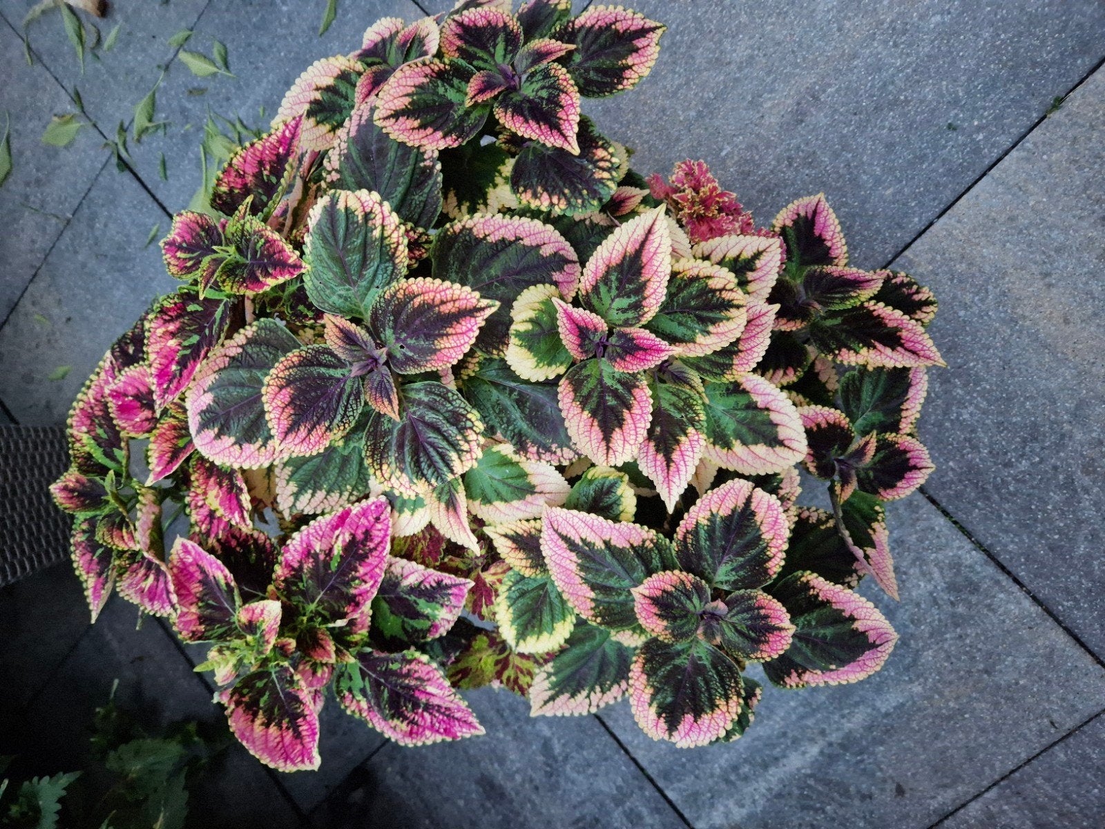 coleus, Ophalen of Verzenden, Halfschaduw, Minder dan 100 cm