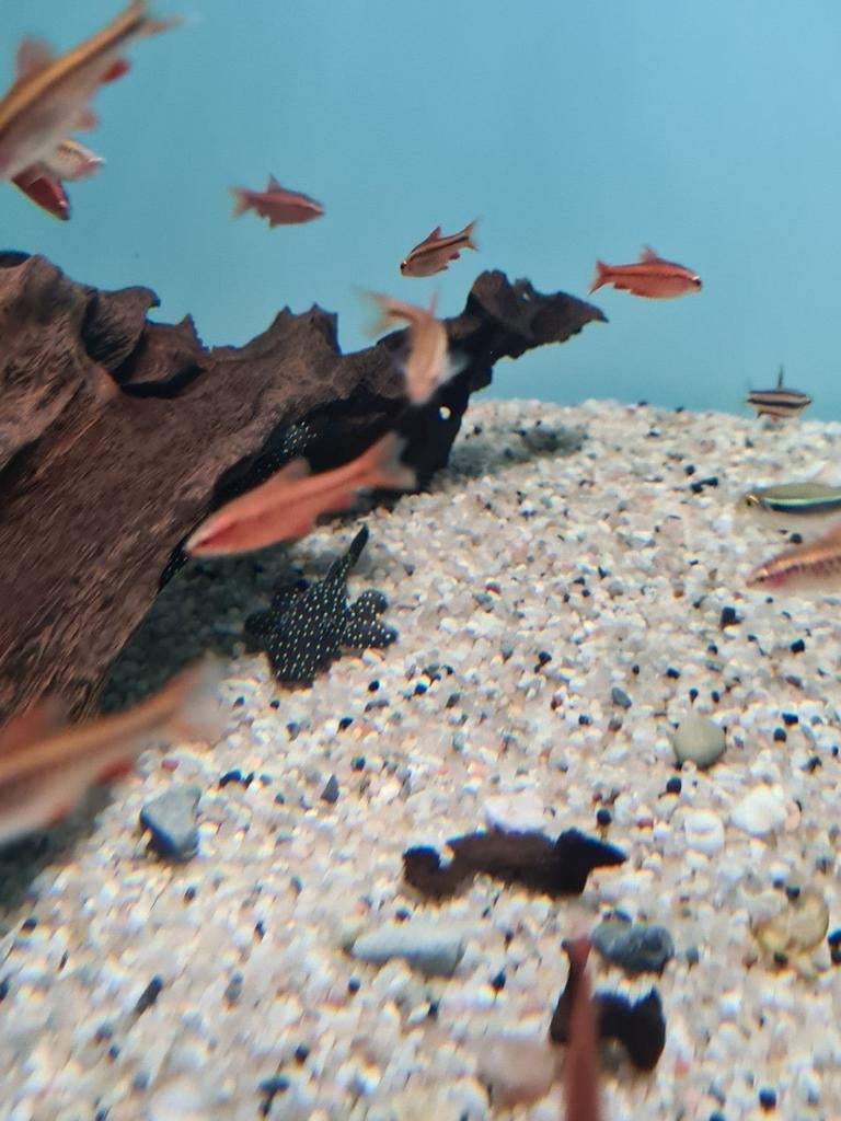L181, Peppermint pleco, algeneter, ancistrus sp. L181