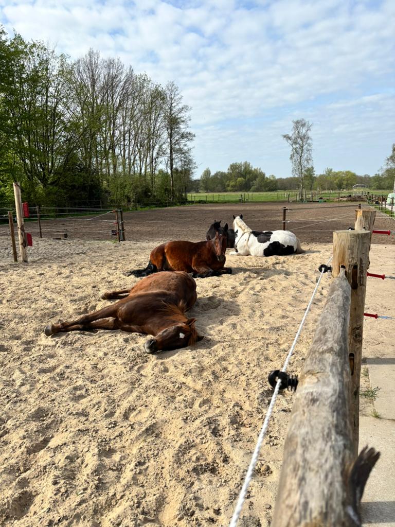 Ruimte voor 2 ruinen <1,50 meter, Dieren en Toebehoren, Weidegang, 2 of 3 paarden of pony's