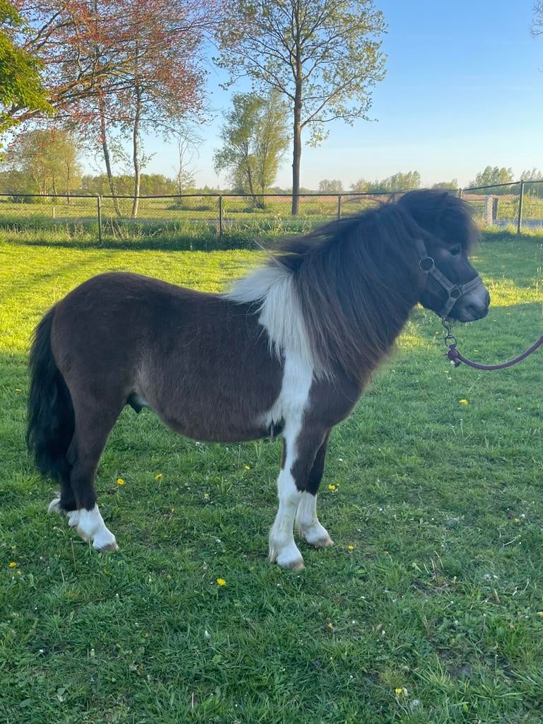 Superleuke en knappe Shetland pony hengst, Dieren en Toebehoren, Hengst, A pony (tot 1.17m), Met stamboom, 0 tot 2 jaar