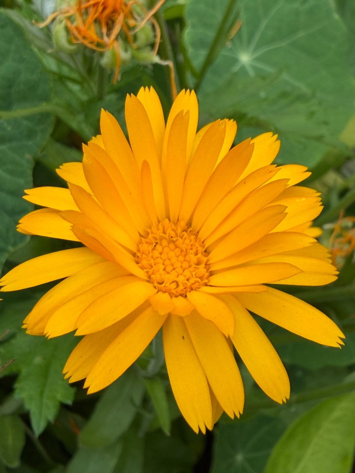 Goudsbloem (Calendula Officinalis) zaden, Ophalen of Verzenden, Voorjaar, Volle zon, Zaad