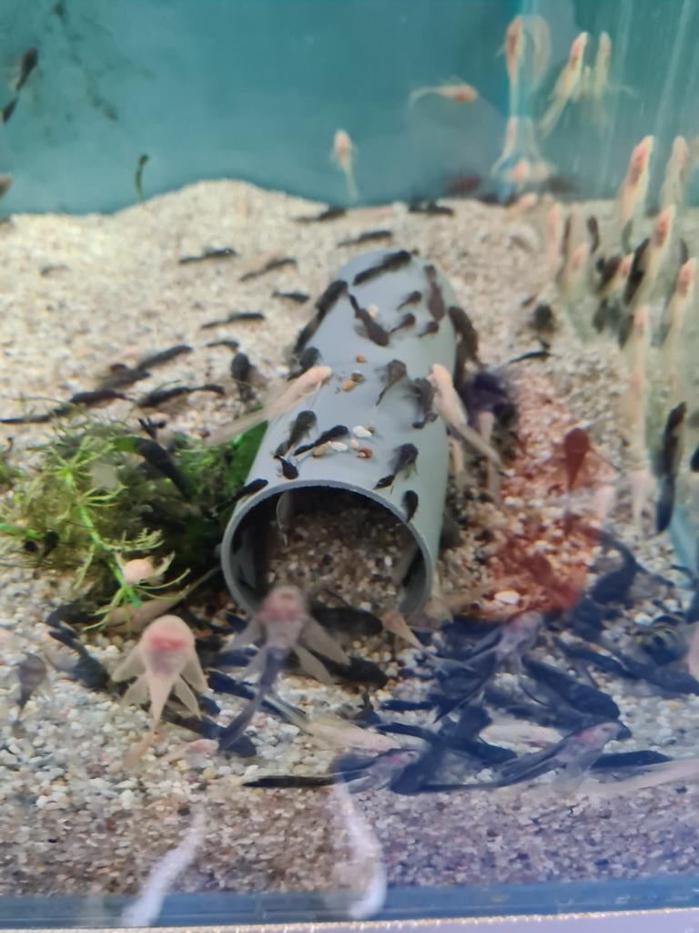 Ancistrus Green Dragon Longfin en Albino GreenDragon Longfin