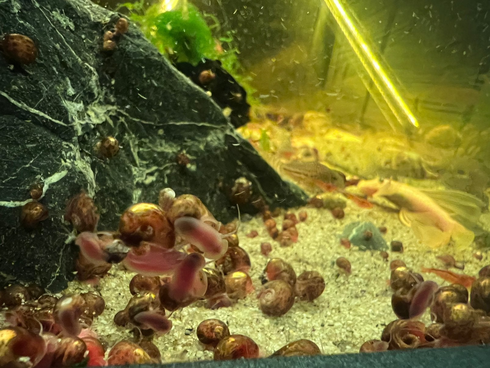 Posthoornslakken, Dieren en Toebehoren, Vissen | Aquariumvissen, Slak of Weekdier, Zoetwatervis