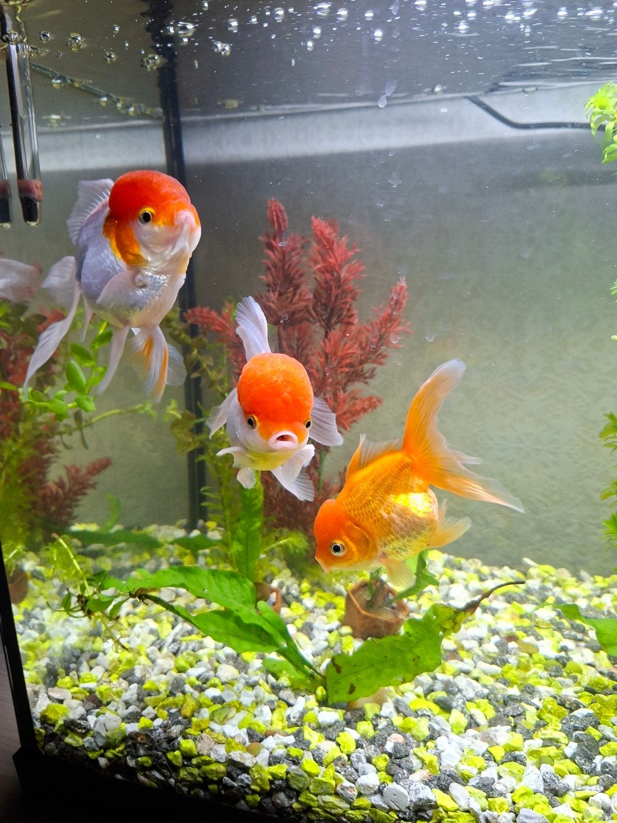 3 x sluierstaart vissen, Vis, Zoetwatervis
