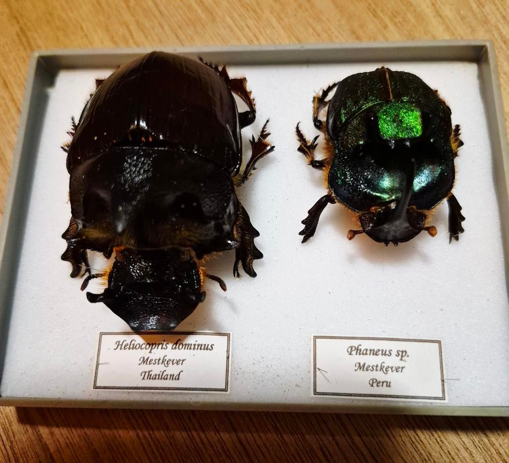 Set van 2 opgezette, geprepareerde mestkevers, Dieren en Toebehoren, Overige soorten