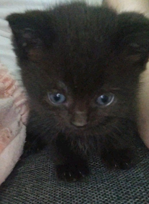 Chocolate bruin Britse korthaar kittens