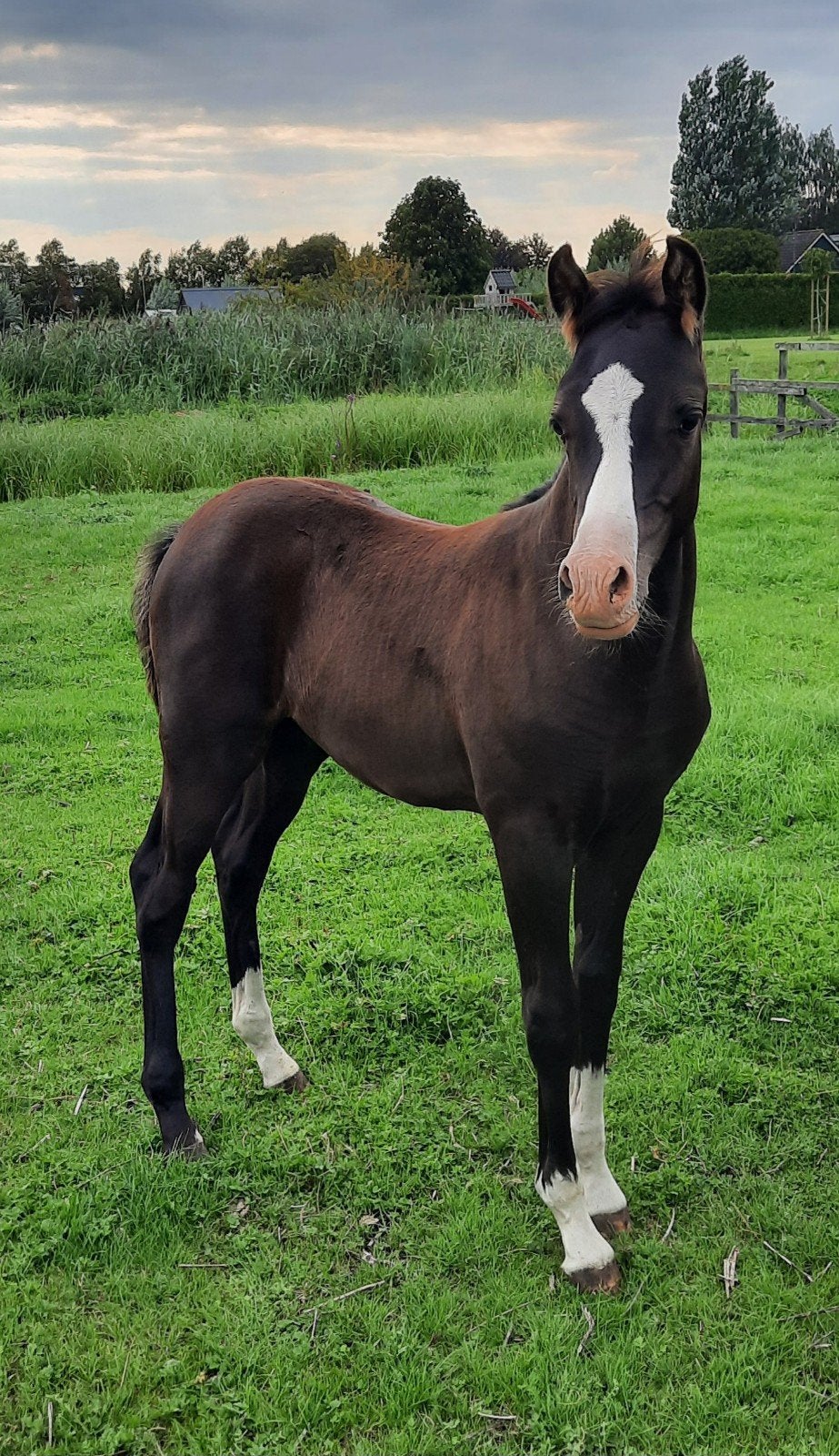 te koop echt mooi hengst veulen welsh, Dieren en Toebehoren, Pony's, Niet van toepassing, 0 tot 2 jaar, Hengst, Gechipt