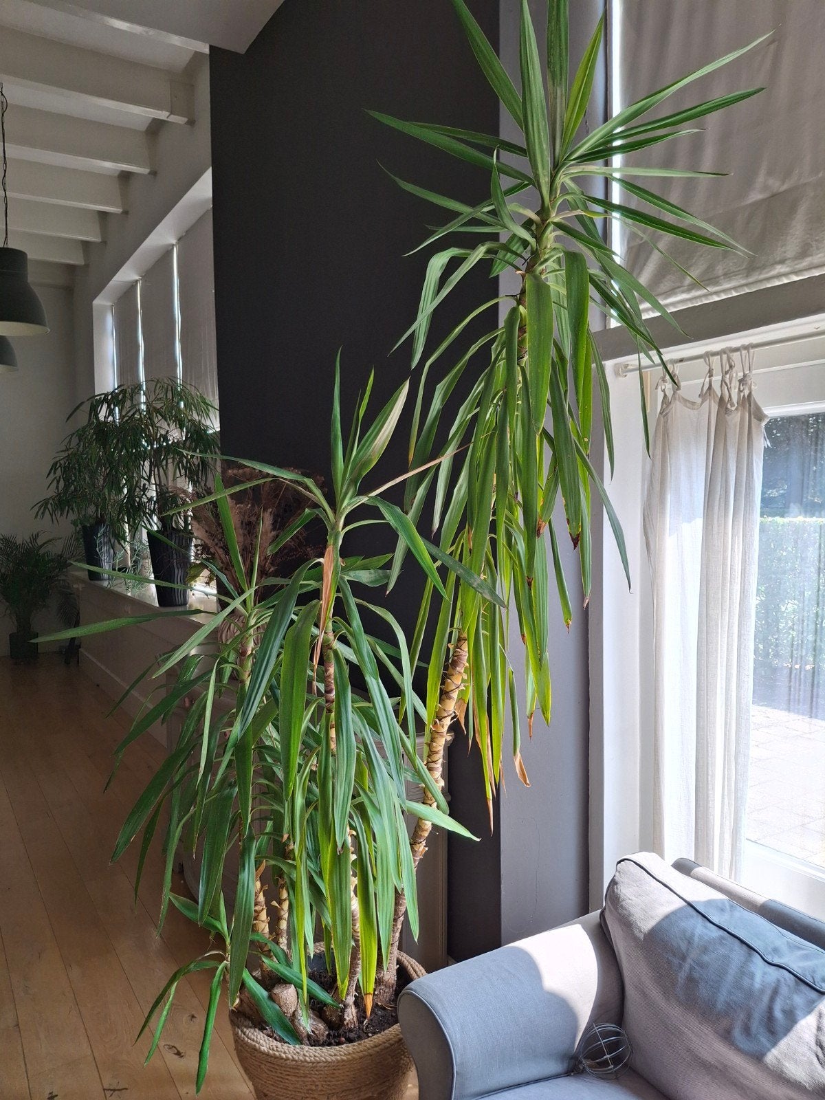 Grote Yucca plant in pot., Ophalen, 200 cm of meer, Halfschaduw, In pot