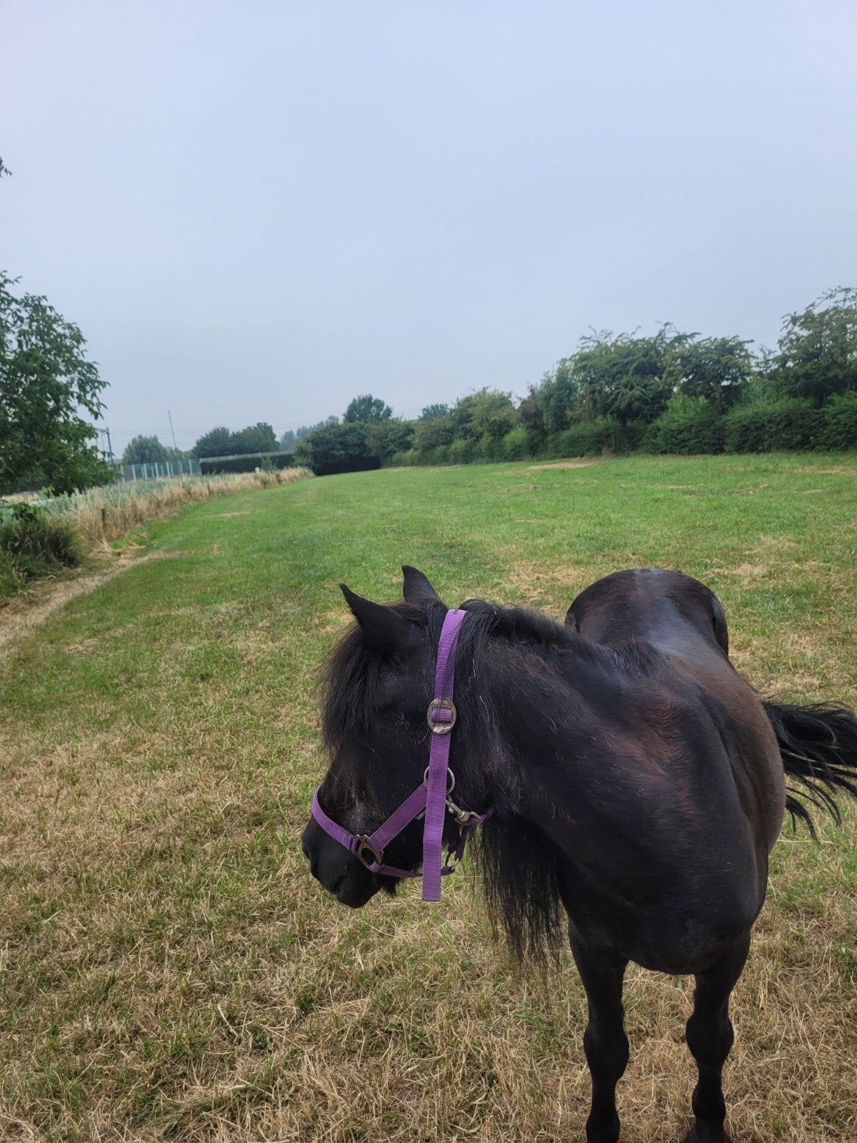 1x weidegang beschikbaar voor shetlander, Dieren en Toebehoren, Weidegang
