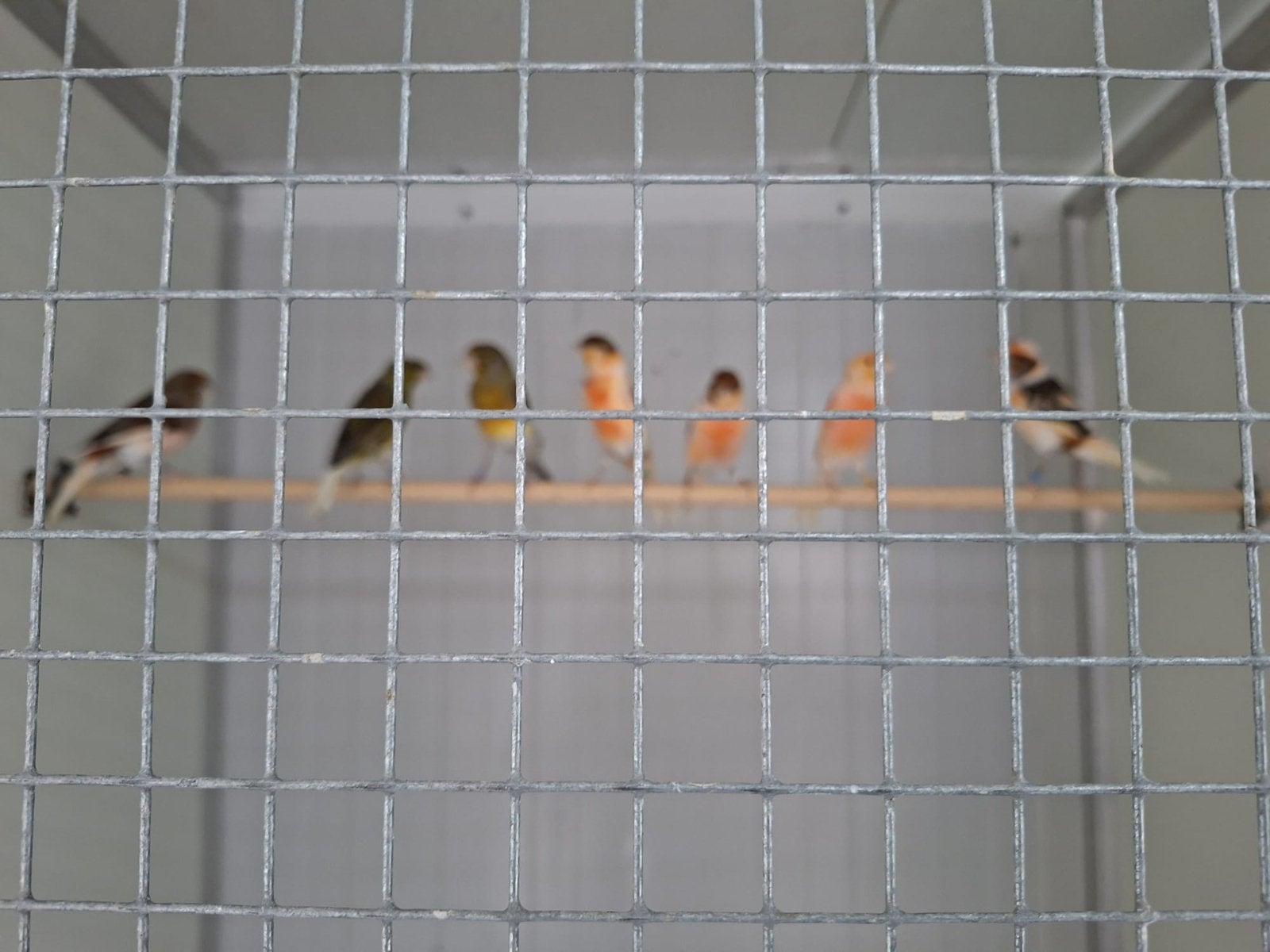 Harlekijnen kanaries te koop, Dieren en Toebehoren, Vogels | Kanaries, Meerdere dieren, Kleurkanarie
