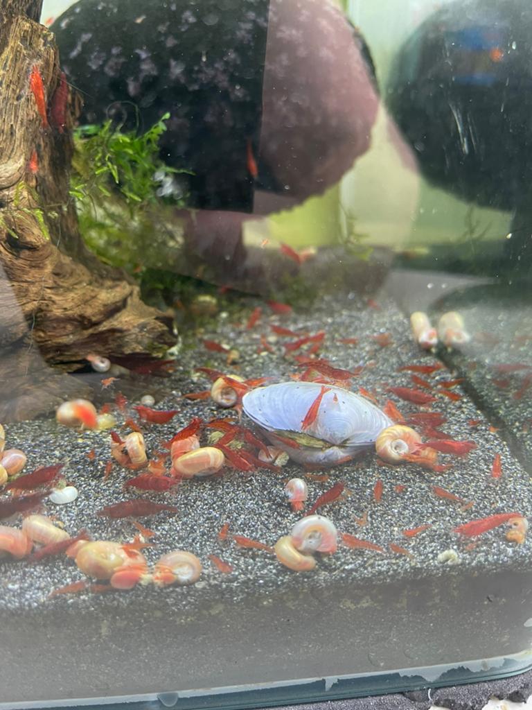Bloody Mary garnalen, Kreeft, Krab of Garnaal, Zoetwatervis