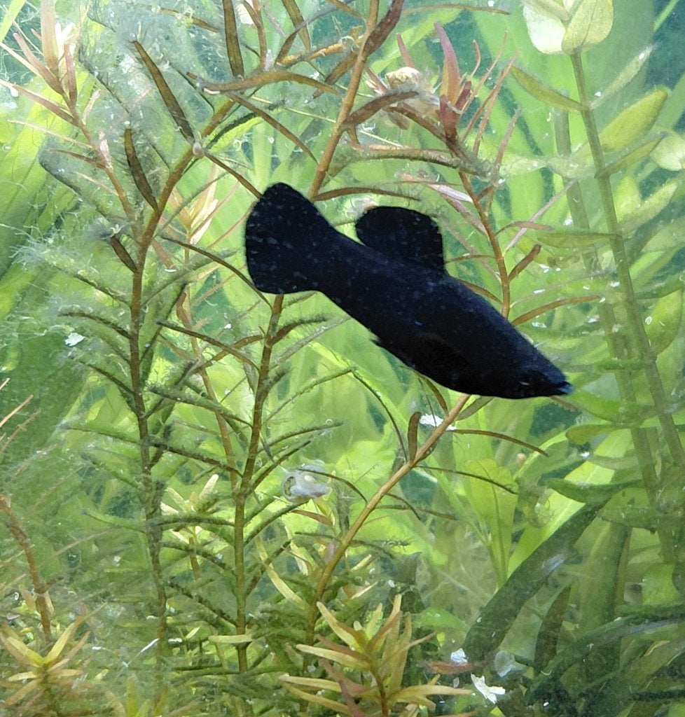 2 mannelijke volwasse molly's, Dieren en Toebehoren, Vissen | Aquariumvissen, Vis, Zoetwatervis, Schoolvis