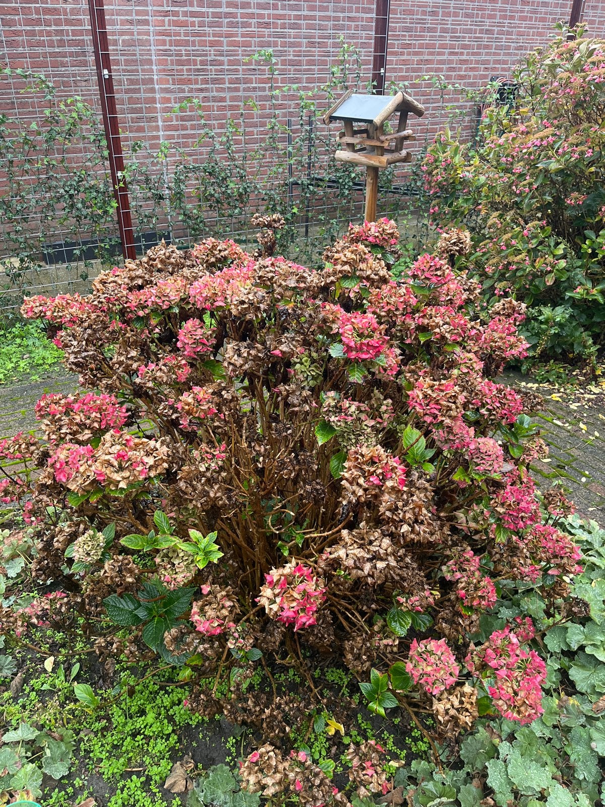 Roze Hortensia (Hydrangea) - Grote struik, Vaste plant, Halfschaduw, Zomer, Ophalen