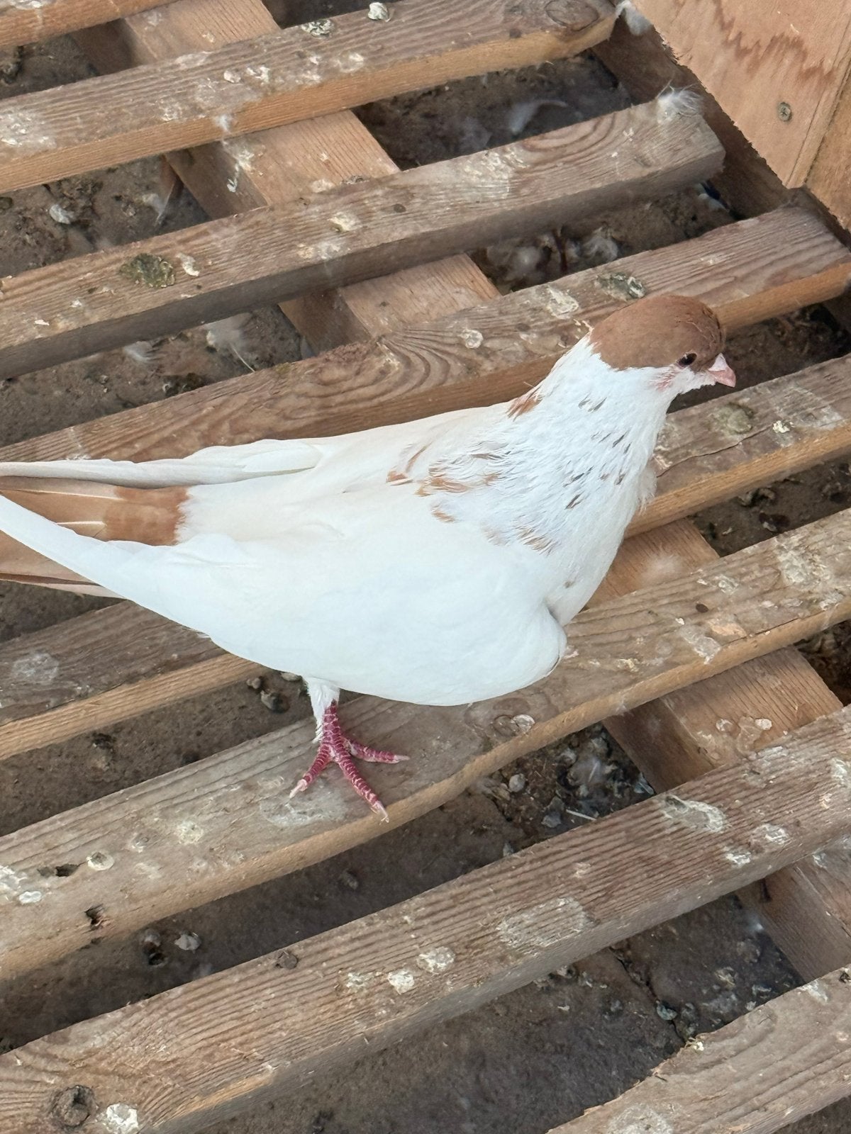 Afghan duiven, Meerdere dieren, Postduif