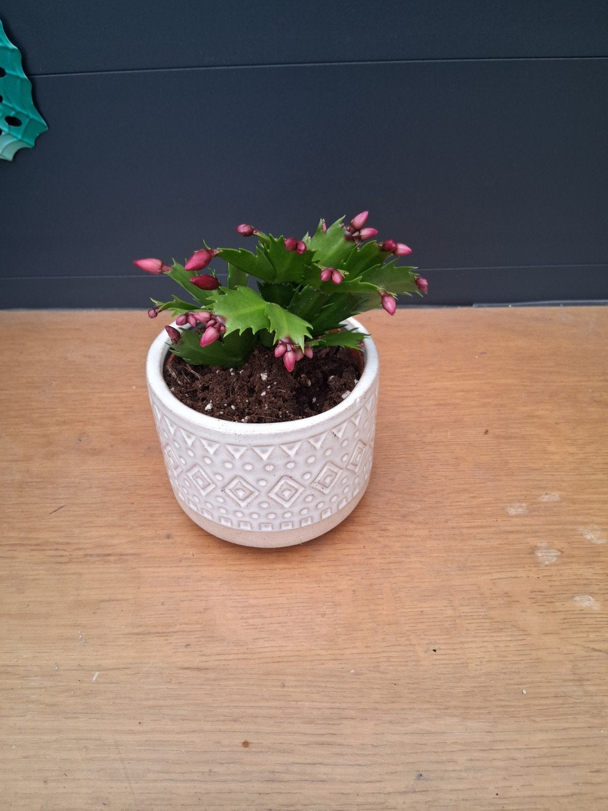 Bloeiende Kerstcactus in sierpot, Huis en Inrichting, Ophalen, Halfschaduw, Minder dan 100 cm, Bloeiende kamerplant
