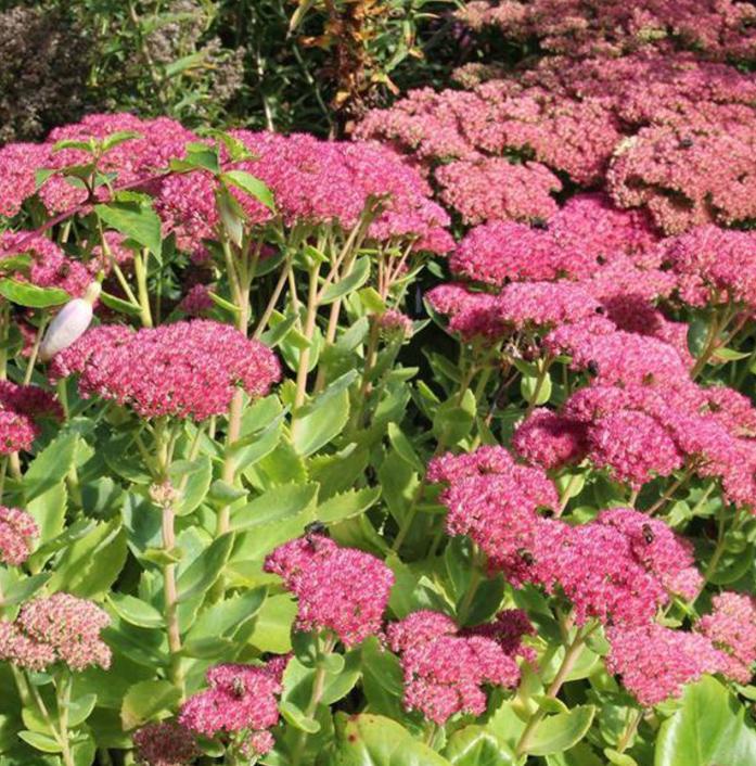Sedum Herbstfreude Hemelsleutel Tuinplant, Ophalen, Bodembedekkers, Volle zon, Vaste plant