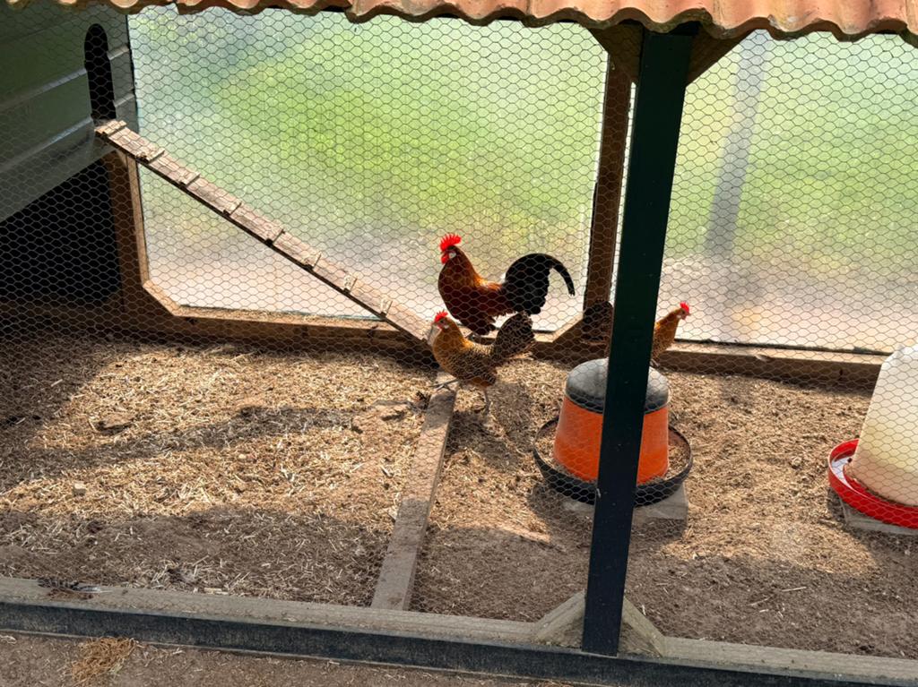 Friese kriel goudpel en citroenpel, Dieren en Toebehoren, Meerdere dieren