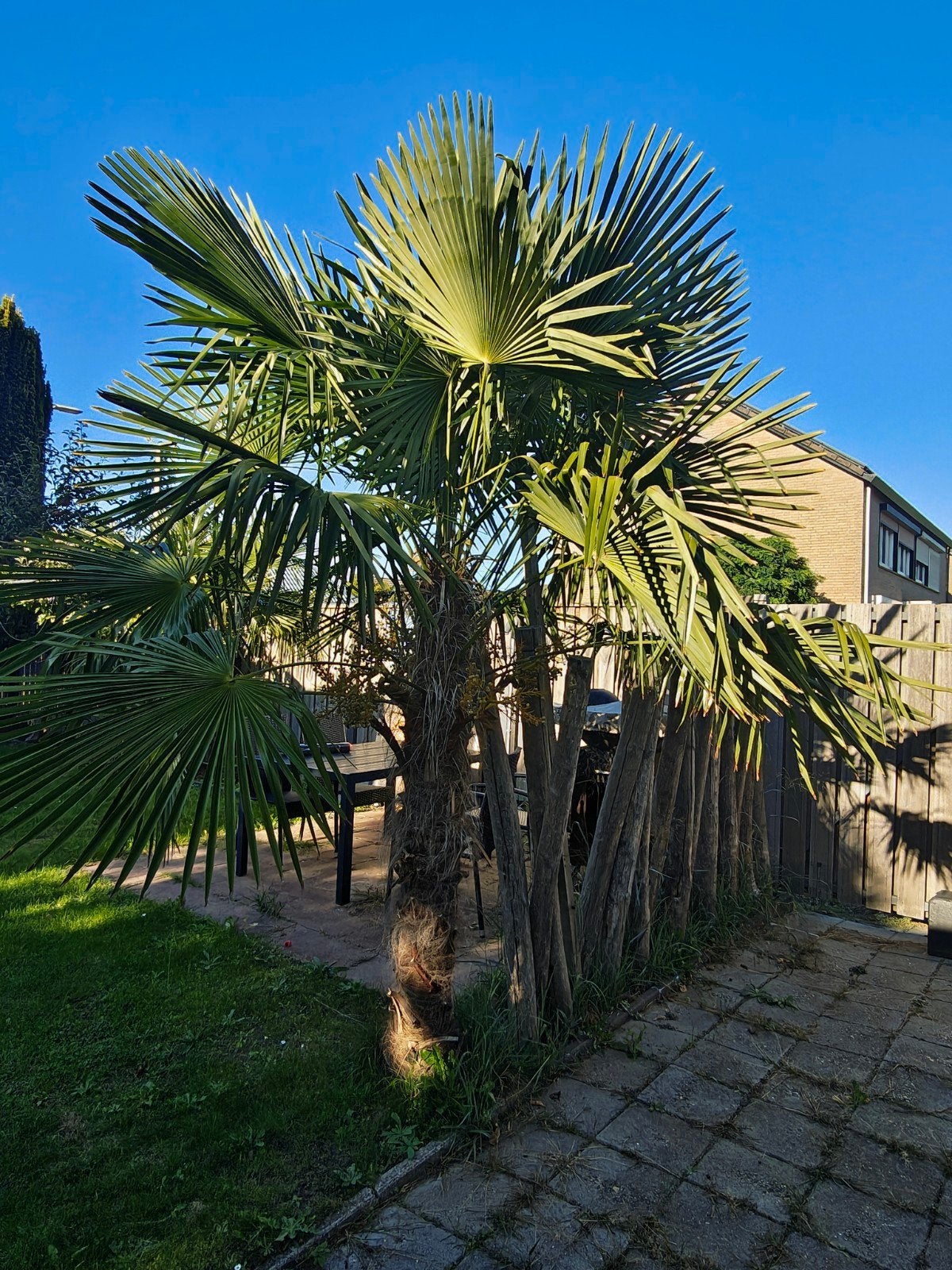 2 Volwassen winterharde Chinese waaierpalm, Volle zon, Vaste plant, Bloeit niet, Ophalen