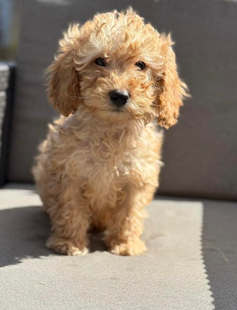 Abricot poedel kruising reutjes, Poedel, Parvo, Reu, 8 tot 15 weken