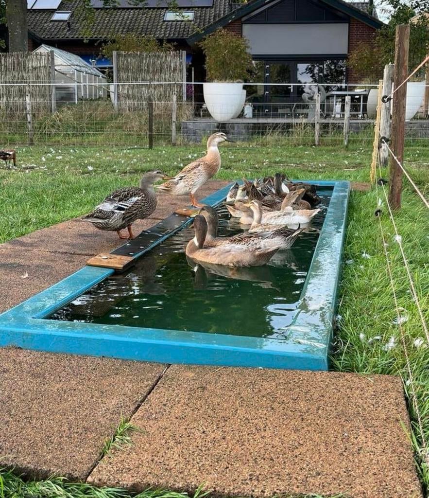 Broedei eend, Dieren en Toebehoren, Pluimvee, Meerdere dieren, Eend