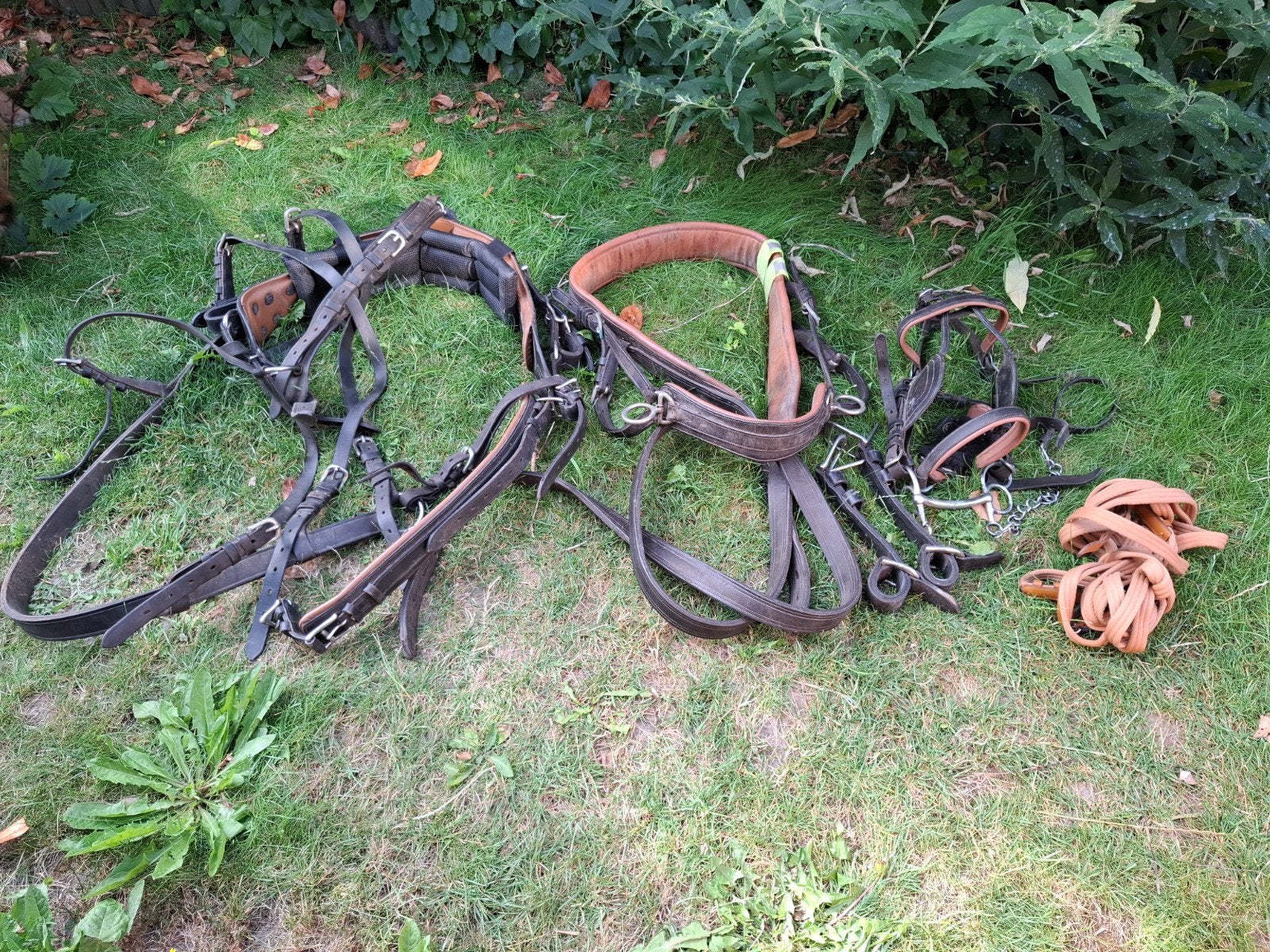Mentuig Ideal mt full, Dieren en Toebehoren, Ophalen, Mentuig, Full