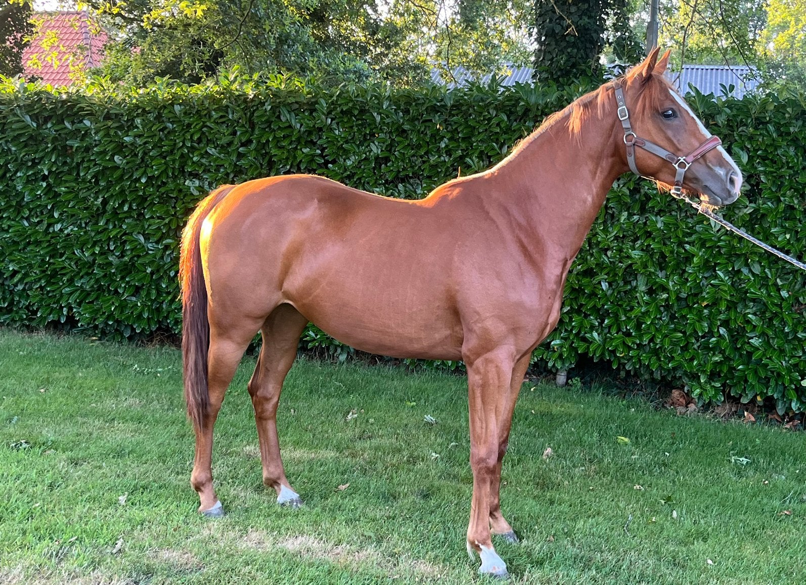 Zeer talentvolle merrie, Dieren en Toebehoren, Pony's, Springpony, 3 tot 6 jaar, Onbeleerd, Merrie