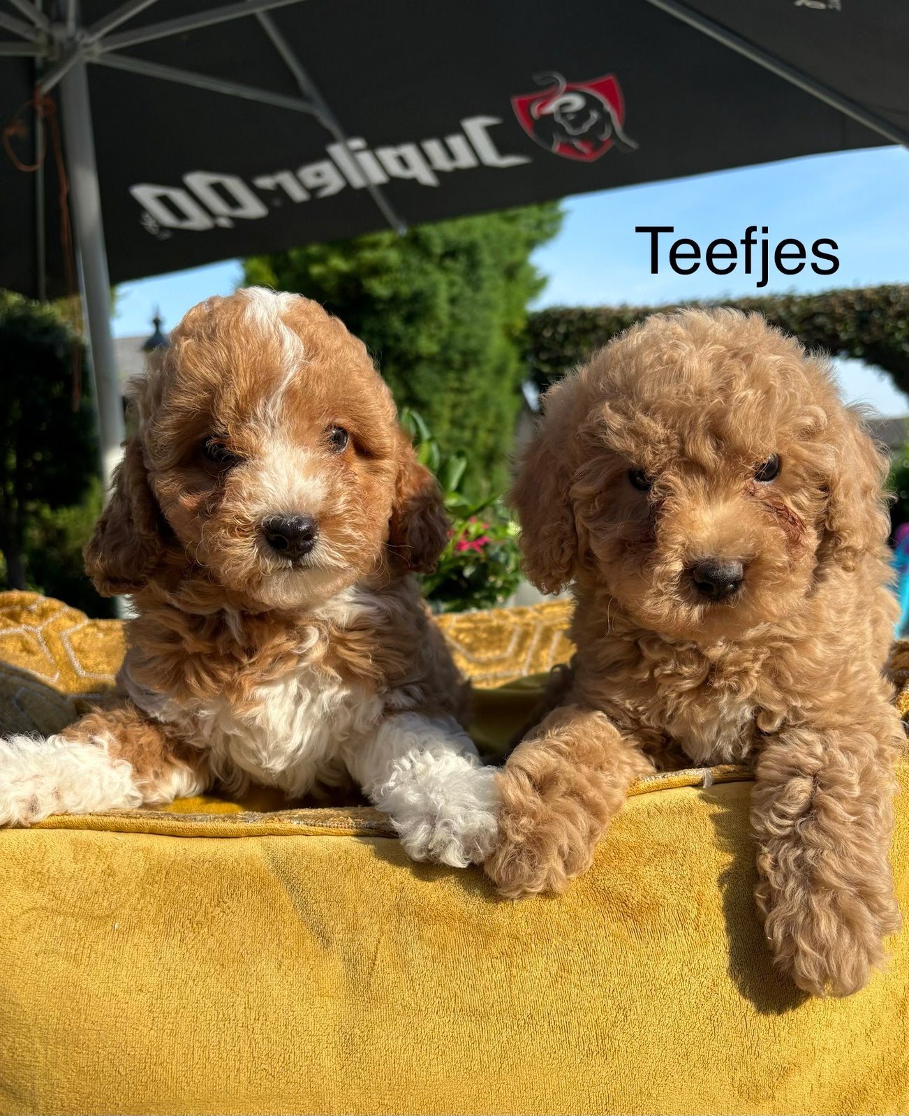 Labradoodle pups mini, Nederland, Overige rassen, 8 tot 15 weken, Meerdere