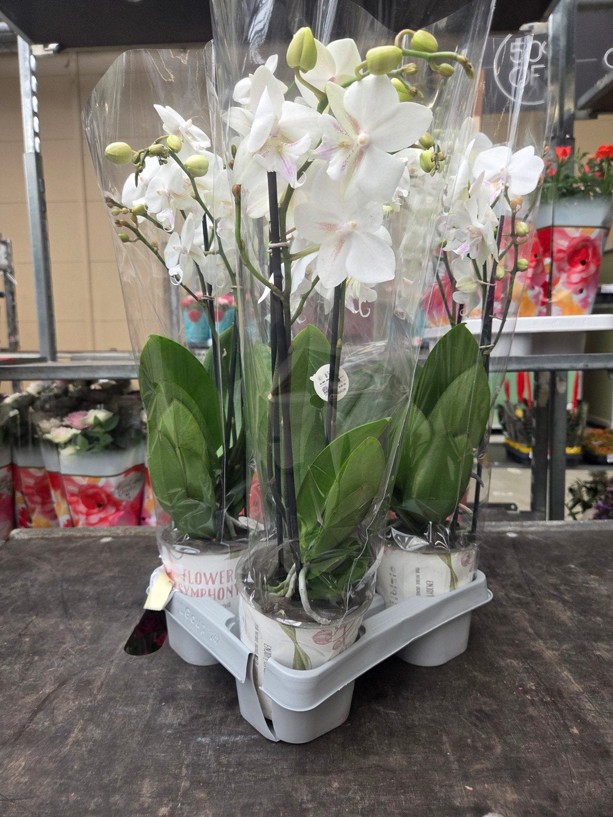 5 Witte Orchideeën - Phalaenopsis, Vaste plant, Halfschaduw, Lente, Ophalen