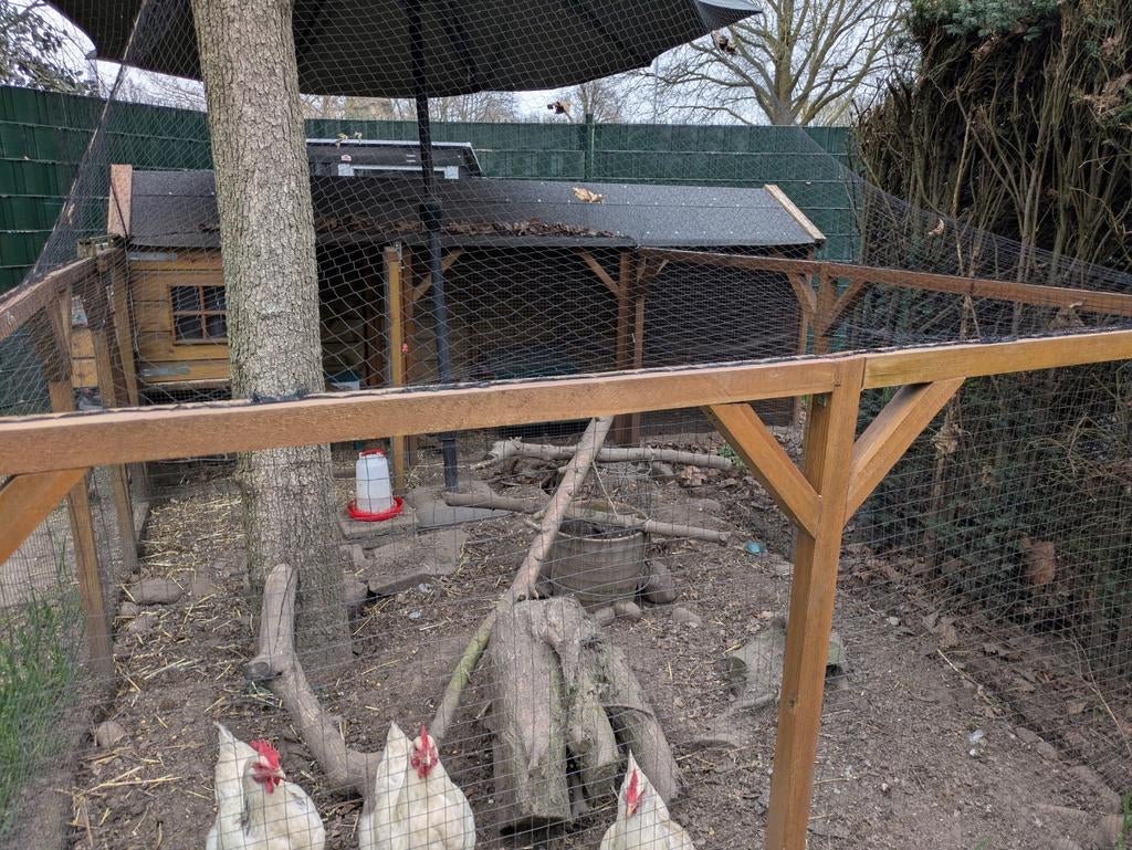 Kippenhok met eventueel 4 kippen, Dieren en Toebehoren, Pluimvee | Toebehoren, Ophalen, Kippenhok of Kippenren