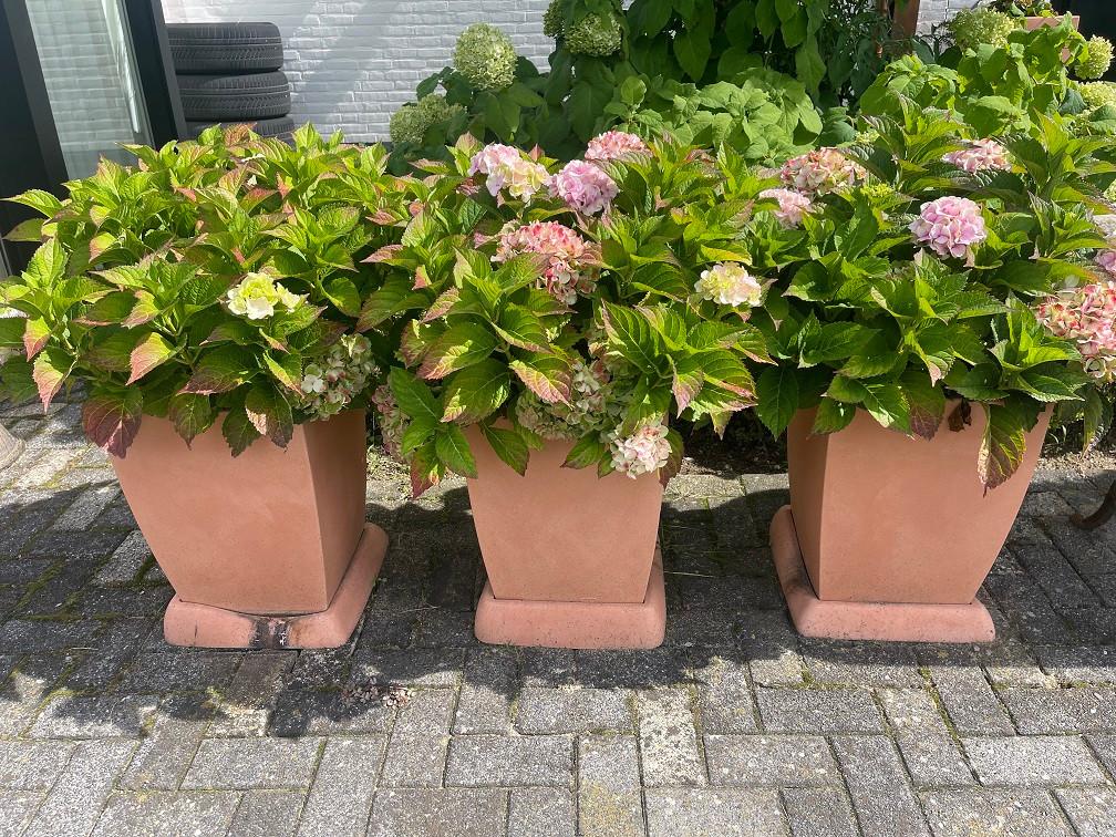 NIEUWE kunststof bloembak plantenbak compleet met Hortensia, Ophalen, Kunststof, Minder dan 60 cm, Vierkant