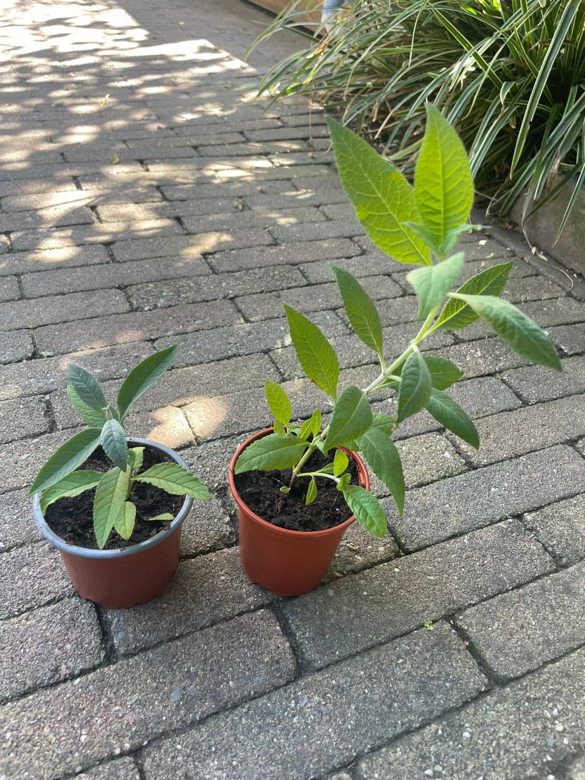 🦋 Vlinderstruik biologische zaailingen Buddleja davidii, Volle zon, Vaste plant, Zomer, Ophalen