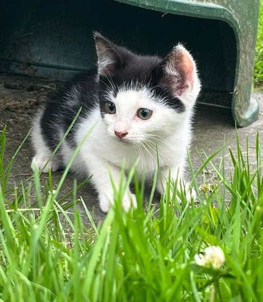 We hebben nog 1 kitten😍, Meerdere dieren, Kortharig, 0 tot 2 jaar