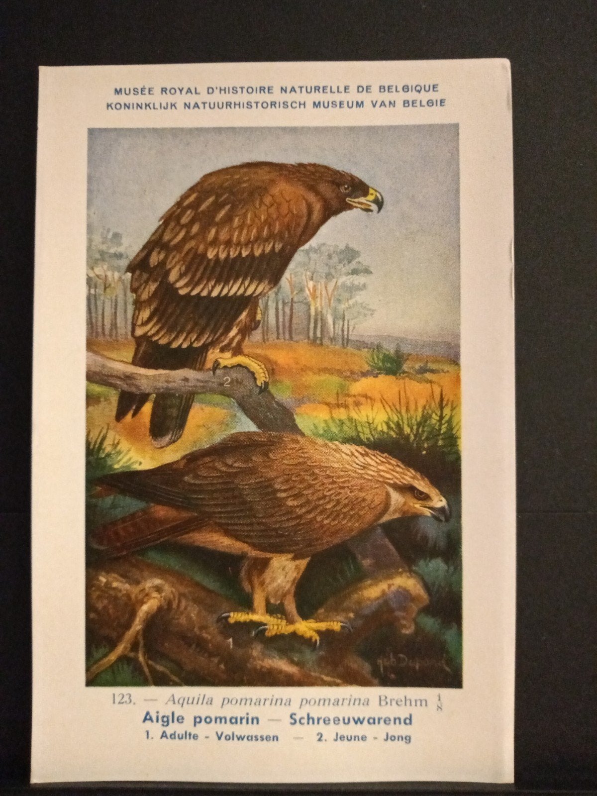 Schreeuwarend - Slangenarend -  Sperwer   3 kaarten, Verzenden, 1940 tot 1960, Ongelopen, Vogel